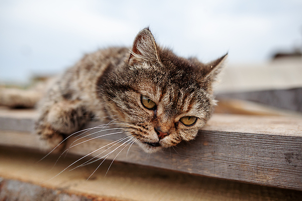 포토 JPG 해외이미지 동물 한마리 응시 행복 얼굴 백그라운드 포유류 자연 탁자 휴식 수염 주택 털 앉기 사람없음 야외 목재 여름 반려동물 뷰티 정원 고양이 회색 잠 작음 모피 호기심 낮잠 얼룩무늬 솜털 거짓말 해외202309 해외포토 나무 1 시선 계절 감정 컬러 가구 컨셉 무늬 재료 모션 건물 신체부위 크기 생태계 파일형식