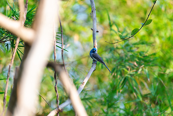 포토 JPG 해외이미지 나무 식물 동물 공원 여자 야생동물 컬러 태국 자연 조류 앉기 사람없음 야외 초록색 파란색 컬러풀 정원 검은색 나뭇가지 관찰 황무지 작음 깃털 사냥 동물상 해외202309 해외포토 공공시설 아시아 모션 사람 조형물 크기 생태계 파일형식