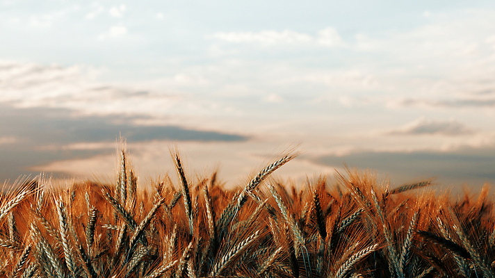 포토 JPG 해외이미지 식물 디자인 계절 음식 빵 백그라운드 밭 농업 자연 건조 건강 옥수수 씨앗 풍경 사람없음 야외 초록색 여름 빛 농작물 태양 농장 농경지 노란색 농사 맑음 일몰 수확 성장 농촌 시골 황금 낟알 시리얼 밀 유기농 보리 밀짚 내추럴 밭일 숙성 호밀 해외202309 해외포토 자연요소 웰빙 산업 컬러 날씨 곡류 노을 짚 생태계 파일형식