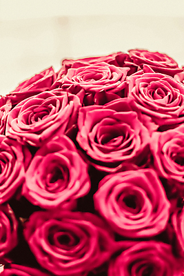 포토 JPG 해외이미지 꽃다발 근접촬영 사람없음 장미 로맨틱 해외202309 해외포토 꽃 뷰포인트 컨셉 파일형식