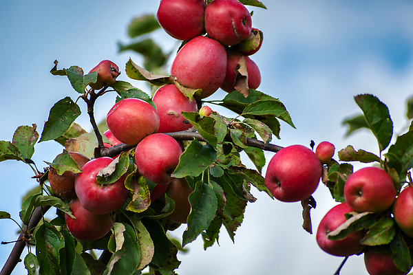 포토 JPG 해외이미지 나무 식물 계절 음식 백그라운드 잎 농업 과일 자연 하늘 건강 사람없음 야외 빨간색 초록색 농작물 농장 정원 수확 성장 나뭇가지 신선 달콤 사과 과수원 9월 유기농 원예 내추럴 밭일 숙성 맛있는 해외202309 해외포토 웰빙 산업 컬러 취미 날짜 맛 생태계 파일형식