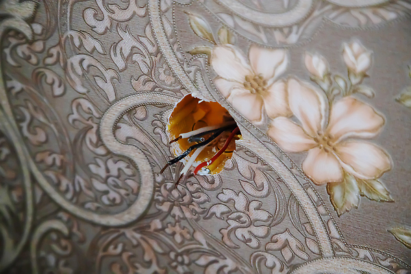 포토 JPG 해외이미지 직업 손 남자 벽 노동자 새로움 주택 사람없음 빛 힘 방 장비 에너지 흰색 나사 업무 드라이버 수리 콘센트 플러그 연결 서비스 순환 철사 고정 스위치 DIY 보험 유지 계약자 복원 설치 재주꾼 전압 배선 해외202309 해외포토 컬러 컨셉 모션 사람 취미 건물 신체부위 한자 공구 작업 계약 파일형식