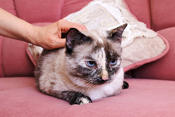 포토 JPG 해외이미지 손 쿠션 신체부위 반려동물 소파 눕기 귀여움 고양이 쓰다듬기 안락 해외202309 해외포토 동물 컨셉 의자 포유류 모션 사람 파일형식