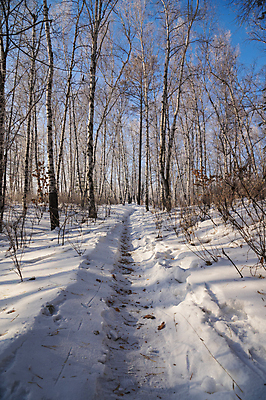 포토 JPG 해외이미지 나무 길 겨울 자연 하늘 사람없음 야외 눈 숲 가로수 해외202309 해외포토 자연요소 식물 계절 날씨 생태계 파일형식