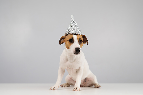 포토 JPG 해외이미지 안경 사람없음 반려동물 개 은박지 잭러셀테리어 해외202309 해외포토 동물 잡화 포유류 테리어 파일형식