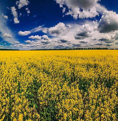 포토 JPG 해외이미지 구름 꽃 밭 농업 채소 하늘 파노라마 스웨덴 씨앗 사람없음 초록색 파란색 농작물 농장 노란색 환경 에너지 개화 황금 기름 유채 생태계 땅바닥 밭일 생태학 카놀라 해외202309 해외포토 자연요소 식물 교육 산업 음식 컬러 바닥 촬영기법 북유럽 파일형식