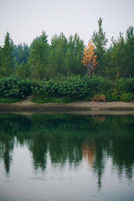 포토 JPG 해외이미지 나무 단풍 잎 자연 아침 산 사람없음 초록색 빛 컬러풀 노란색 환경 어둠 덮개 저녁 숲 신비 생태계 북쪽 상록수 침엽수 넘어짐 삼림지대 생태학 가문비나무 해외202309 해외포토 주간 식물 교육 컬러 컨셉 모션 뚜껑 야간 방향 파일형식