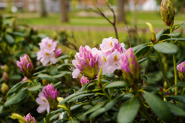 포토 JPG 해외이미지 식물 계절 공원 꽃잎 꽃 줄기 분홍색 컬러 여행 백그라운드 잎 꽃무늬 자연 동양인 풍경 사람없음 장식 초록색 여름 뷰티 정원 보라색 봄 벚꽃 개화 자주색 진달래 제비꽃 원예 내추럴 해외202309 해외포토 공공시설 무늬 인종 취미 생태계 파일형식