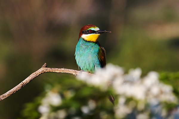 포토 JPG 해외이미지 동물 커플 꽃 유럽 야생동물 컬러 백그라운드 자연 조류 사람없음 빨간색 초록색 파란색 빛 컬러풀 뷰티 노란색 환경 보라색 봄 자유 나뭇가지 깃털 부리 강렬 동물상 수유 이국적 해외202309 해외포토 나무 식물 계절 나라 컨셉 관계 조형물 생태계 파일형식