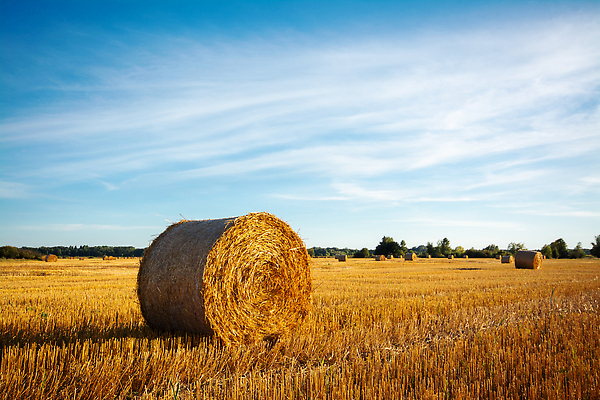 포토 JPG 해외이미지 밭 농업 자연 하늘 건조 사람없음 야외 농작물 햇빛 뷰티 농장 노란색 쌓기 계곡 수확 성장 시골 황금 건초더미 볏짚 낟알 땅 시리얼 밀 보리 뭉치 밀짚 내추럴 밭일 수평선 해외202309 해외포토 산업 음식 컬러 모션 곡류 태양 건초 짚 생태계 파일형식 더미