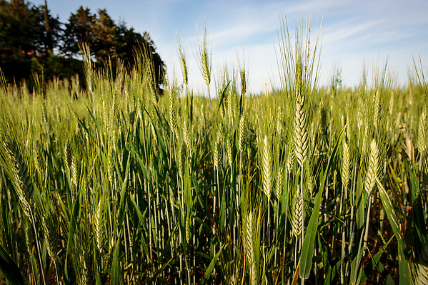 포토 JPG 해외이미지 식물 계절 음식 빵 줄기 밭 농업 자연 하늘 씨앗 풍경 사람없음 야외 초록색 여름 농작물 햇빛 태양 농장 농경지 노란색 환경 농사 맑음 봄 이탈리아 성장 시골 낟알 땅 시리얼 밀 유기농 귀 내추럴 밭일 숙성 세련 해외202309 해외포토 자연요소 웰빙 유럽 산업 컬러 날씨 곡류 신체부위 생태계 파일형식
