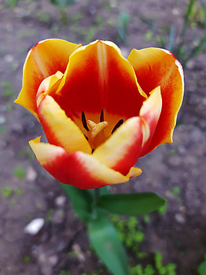 포토 JPG 해외이미지 식물 공원 꽃잎 꽃 컬러 백그라운드 꽃무늬 봄꽃 자연 사람없음 빨간색 컬러풀 봄 튤립 그림 내추럴 해외202309 해외포토 계절 공공시설 무늬 생태계 파일형식