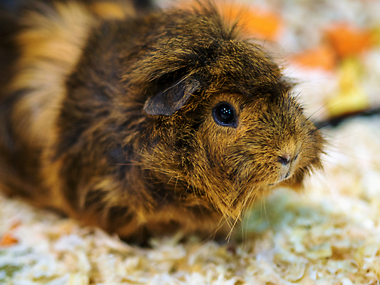 포토 JPG 해외이미지 동물 포유류 자연 털 사람없음 빨간색 초록색 반려동물 갈색 잠 돼지 닫기 달콤 설치류 작음 모피 먹기 소중 코 돌봄 해외202309 해외포토 컬러 컨셉 모션 신체부위 맛 크기 생태계 파일형식