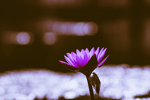 포토 JPG 해외이미지 식물 꽃잎 아시아 호수 백그라운드 잎 꽃무늬 불교 태국 사람없음 초록색 노란색 정원 봄 벚꽃 흰색 연못 개화 제비꽃 꽃가루 이국적 해외202309 해외포토 계절 꽃 나라 종교 컬러 무늬 가루 파일형식