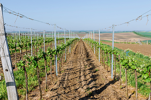 포토 JPG 해외이미지 나무 식물 계절 여행 잎 밭 농업 과일 자연 하늘 포도 사람없음 초록색 태양 뷰티 농장 와인 정원 계곡 봄 성장 시골 신선 언덕 유기농 포도밭 포도나무 내추럴 밭일 양조 양조장 해외202309 해외포토 자연요소 웰빙 산업 컬러 주류 과일나무 생태계 파일형식