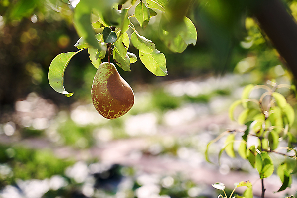 포토 JPG 해외이미지 나무 식물 계절 음식 백그라운드 잎 농업 과일 자연 매달리기 건강 사람없음 야외 초록색 여름 햇빛 농장 노란색 정원 맑음 수확 성장 가을 나뭇가지 신선 황금 선택 달콤 농부 과수원 유기농 원예 날것 내추럴 밭일 숙성 채식주의자 카피스페이스 세련 맛있는 해외202309 해외포토 직업 웰빙 산업 컬러 컨셉 모션 날씨 취미 태양 공백 맛 생태계 채식 파일형식