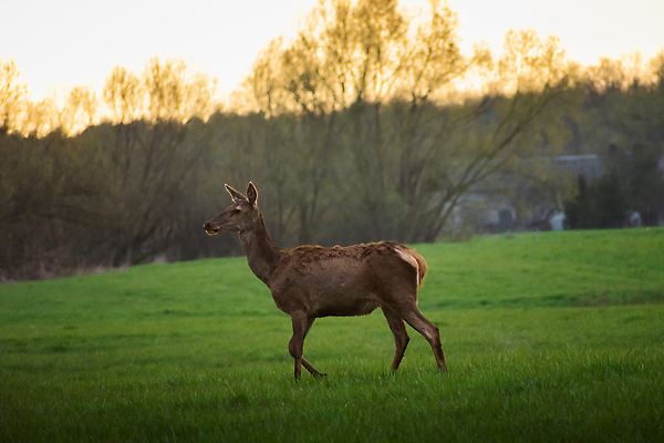 포토 JPG 해외이미지 동물 1 응시 공원 여자 야생동물 밭 포유류 자연 털 잔디 성인 사람없음 야외 빨간색 초록색 뷰티 갈색 머리 귀여움 시골 관찰 숲 큼 사냥 폴란드 노려봄 내추럴 동물상 아기사슴 암사슴 웅장함 혼자 해외202309 해외포토 식물 시선 공공시설 유럽 새끼 컬러 컨셉 농업 모션 사슴 표정 사람 신체부위 조형물 크기 암컷 생태계 파일형식
