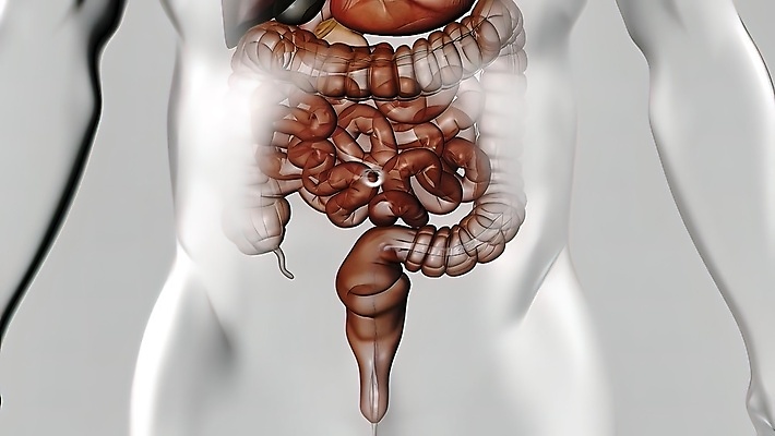 포토 JPG 해외이미지 디자인 교육 과학 신체 부분 해부 건강 사람 사람없음 학습 약 입 오르간 큼 간 시스템 방광 복근 지라 해외202309 해외포토 의학 근육 신체부위 장기_의학 건반악기 비뇨기관 크기 파일형식