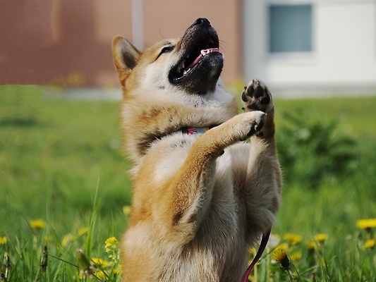 포토 JPG 해외이미지 동물 직업 행복 돈 포유류 놀이 생물 실내 사랑 미소 사람없음 야외 반려동물 뷰티 귀여움 일본 동전 아기 개 암호 강아지 소프트포커스 작음 전자 엽서 여우 솜털 순간 유래 카피스페이스 순종 해외202309 해외포토 감정 아시아 컨셉 촬영기법 표정 사람 내부 공백 재산 크기 왕 편지 파일형식