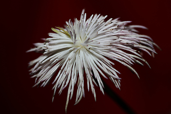 포토 JPG 해외이미지 식물 꽃잎 꽃 분홍색 컬러 백그라운드 잎 꽃무늬 자연 사람없음 장식 세로 초록색 여름 햇빛 뷰티 정원 보라색 봄 들꽃 벚꽃 흰색 나뭇가지 신선 개화 닫기 원예 생물학 포도나무 내추럴 영원 그리너리 해외202309 해외포토 나무 계절 교육 무늬 모션 취미 태양 과일나무 생태계 파일형식 트랜드컬러