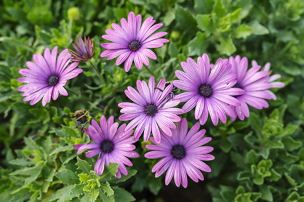 포토 JPG 해외이미지 식물 계절 꽃잎 꽃 컬러 꽃다발 백그라운드 패턴 농업 태국 자연 잔디 사람없음 야외 가로 빨간색 초록색 물 컬러풀 햇빛 뷰티 머리 정원 맑음 보라색 봄 벚꽃 시골 인사 신선 떨어짐 원예 질감 데이지 향기 꽃가루 세련 해외202309 해외포토 자연요소 산업 아시아 컨셉 무늬 날씨 취미 신체부위 태양 예절 가루 생태계 냄새 파일형식