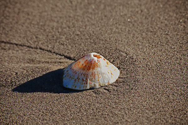 포토 JPG 해외이미지 야생동물 바다 패턴 아프리카 자연 조류 조개 연체동물 사람없음 장식 모래사장 갈색 환경 껍질 흰색 보호 서식지 원뿔 대서양 남아프리카 생태학 해외202309 해외포토 도형 동물 교육 나라 컬러 컨셉 무늬 어패류 무척추동물 생태계 파일형식