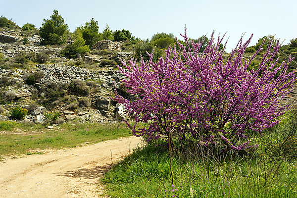 포토 JPG 해외이미지 나무 식물 계절 꽃잎 꽃 유럽 분홍색 잎 꽃무늬 자연 산 풍경 사람없음 야외 장식 초록색 뷰티 환경 맑음 보라색 놀람 봄 낭만 벚꽃 나뭇가지 화려 개화 제비꽃 그리스 즐거움 그림 그리스인 내추럴 강렬 해외202309 해외포토 서양인 감정 나라 컬러 컨셉 무늬 날씨 표정 생태계 파일형식