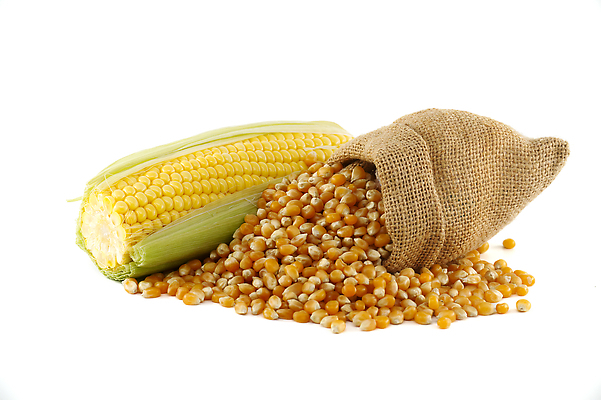 포토 JPG 해외이미지 식물 음식 백그라운드 잎 농업 다이어트 채소 재료 자연 건강 옥수수 씨앗 사람없음 초록색 농작물 농장 노란색 식사 수확 껍질 흰색 신선 황금 달콤 맛 낟알 시리얼 묘사 유기농 알맹이 날것 팝콘 내추럴 고립 숙성 채식주의자 맛있는 해외202309 해외포토 웰빙 산업 컬러 컨셉 곡류 생태계 채식 파일형식