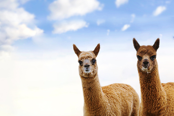 포토 JPG 해외이미지 사람없음 해외202309 해외포토 파일형식