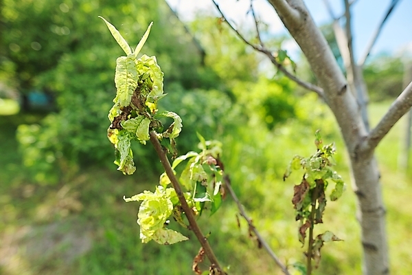 포토 JPG 해외이미지 나무 식물 백그라운드 잎 밭 농업 과일 자연 사람없음 야외 초록색 정원 봄 손상 고통 나뭇가지 닫기 해충 질병 과수원 묘사 원예 복숭아 내추럴 기생충 곰팡이 돌봄 천도복숭아 해외202309 해외포토 계절 감정 산업 컬러 컨셉 의학 모션 취미 바이러스 벌레 생태계 파일형식