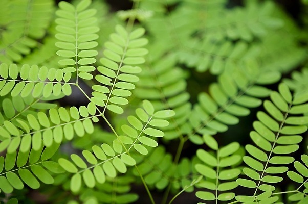 포토 JPG 해외이미지 식물 백그라운드 잎 자연 사람없음 초록색 신선 반대 아카시아 해외202309 해외포토 나무 컬러 생태계 파일형식