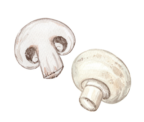 포토 JPG 해외이미지 식물 잡화 음식 조각 백그라운드 농업 일러스트 재료 자연 건강 요리 미술 사람없음 농작물 세트 주방 식당 정원 식사 저녁식사 버섯 카페 샐러드 수확 흰색 신선 숲 스케치 자르기 먹기 준비 그림 유기농 날것 흙더미 내추럴 점심식사 고립 채식주의자 비건 해외202309 해외일러스트 웰빙 산업 컬러 모션 문화예술 상점 흙 생태계 채식 파일형식 더미