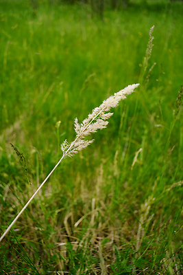 포토 JPG 해외이미지 식물 꽃 백그라운드 잎 밭 자연 잔디 사람없음 야외 초록색 뷰티 정원 검은색 일몰 봄 성장 신선 개화 칼날 우아함 습지 소프트포커스 다발 허브 보케 꽃가루 내추럴 해외202309 해외포토 계절 컬러 컨셉 농업 촬영기법 노을 가루 생태계 파일형식