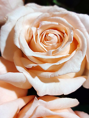 포토 JPG 해외이미지 식물 꽃잎 꽃 컬러 백그라운드 아침 휴가 사랑 사람없음 그래픽 뷰티 장미 봄 축하 닫기 그림 내추럴 해외202309 해외포토 주간 계절 감정 컨셉 모션 파일형식