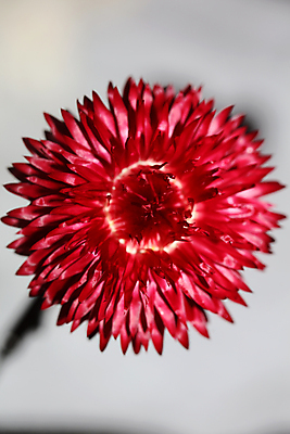 포토 JPG 해외이미지 식물 공원 꽃잎 꽃 분홍색 곤충 백그라운드 꽃무늬 자연 벽지 불 사람없음 야외 장식 빨간색 컬러풀 햇빛 뷰티 노란색 정원 활발 수확 벚꽃 그룹 황금 닫기 더위 원예 화단 내추럴 강렬 블러 영원 해외202309 해외포토 자연요소 동물 공공시설 컬러 컨셉 무늬 농업 모션 날씨 취미 태양 생태계 파일형식