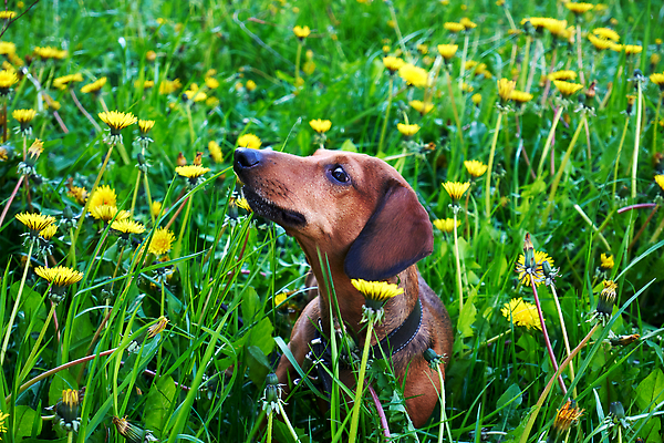 포토 JPG 해외이미지 동물 계절 공원 행복 밭 자연 사람없음 야외 빨간색 반려동물 뷰티 갈색 봄 산책 미니어처 자유 개 작음 5월 닥스훈트 기르기 동반자 미니 순혈 해외202309 해외포토 공공시설 감정 컬러 컨셉 농업 포유류 휴식 모형 날짜 크기 생태계 돌봄 파일형식