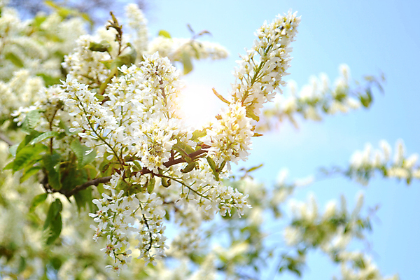 포토 JPG 해외이미지 나무 식물 계절 꽃잎 꽃 백그라운드 꽃무늬 자연 사람없음 야외 장식 가로 뷰티 보라색 봄 활발 성장 벚꽃 흰색 나뭇가지 신선 개화 체리 닫기 진달래 관목 원예 향기 자연백그라운드 상록수 내추럴 해외202309 해외포토 컬러 컨셉 무늬 과일 모션 취미 생태계 냄새 파일형식