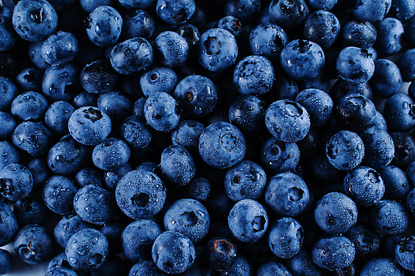 포토 JPG 해외이미지 열매 음식 백그라운드 컨셉 농업 다이어트 과일 재료 디저트 건강 사람없음 물 파란색 주스 젖음 수확 시골 신선 달콤 맛 떨어짐 유기농 블루베리 날것 바이오 숙성 채식주의자 디톡스 맛있는 해외202309 해외포토 자연요소 식물 웰빙 산업 음료 컬러 채식 파일형식