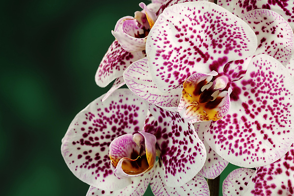 포토 JPG 해외이미지 식물 디자인 꽃잎 꽃 분홍색 결혼 백그라운드 꽃무늬 자연 실내 선물 이벤트 사람없음 장식 초록색 뷰티 보라색 스파 낭만 성장 벚꽃 흰색 나뭇가지 축하 신선 점 신용카드 난초 우아함 소프트포커스 자주색 순수 호접란 단아함 달마시안 이국적 해외202309 해외포토 나무 컬러 컨셉 무늬 촬영기법 내부 금융 개 생태계 파일형식