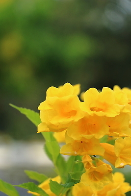 포토 JPG 해외이미지 식물 꽃 꽃무늬 자연 사람없음 야외 물 노란색 정원 봄 벚꽃 개화 이슬 원예 프리뮬러 해외202309 해외포토 자연요소 계절 컬러 무늬 취미 생태계 파일형식