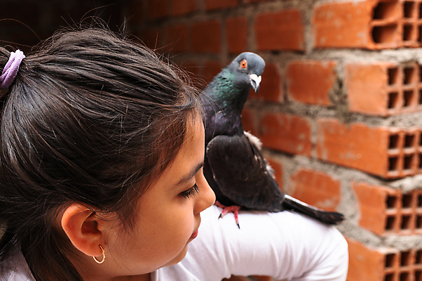 포토 JPG 해외이미지 동물 1 손 야생동물 어린이 백그라운드 날개 자연 조류 주택 사랑 한명 미소 파란색 반려동물 컬러풀 뷰티 머리 평화 믿음 회색 흰색 9 깃털 비둘기 부리 히스패닉 내추럴 수유 해외202309 해외포토 감정 컬러 컨셉 표정 사람 건물 신체부위 숫자 생태계 파일형식