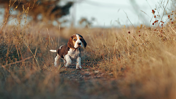 포토 JPG 해외이미지 동물 공원 꽃 행복 청소년 놀이 주택 사람없음 달리기 조깅 뷰티 머리 점프 활발 개 강아지 작음 즐거움 호기심 사냥개 비글 주둥이 추적 총구 해외202309 해외포토 식물 공공시설 감정 컨셉 포유류 모션 사람 건물 신체부위 반려동물 운동 크기 파일형식
