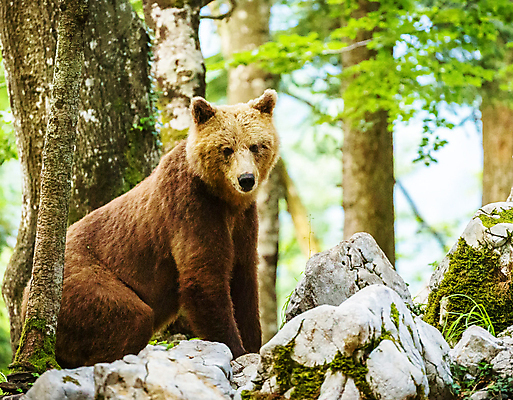 포토 JPG 해외이미지 나무 한마리 야생동물 곰 자연 사람없음 야외 돌_바위 숲 해외202309 해외포토 식물 동물 1 포유류 생태계 파일형식