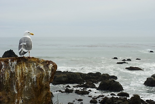 포토 JPG 해외이미지 동물 응시 갈매기 조류 앉기 사람없음 회색 부리 캘리포니아 수평선 해외202309 해외포토 시선 컬러 모션 미국 파일형식