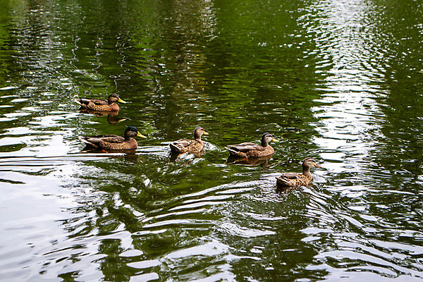 포토 JPG 해외이미지 동물 공원 호수 야생동물 새끼 컨셉 겨울 농업 자연 조류 엄마 휴식 주택 오리 동물원 성인 사람없음 야외 빨간색 파란색 반려동물 뷰티 걷기 냉동 얼음 검은색 수영 추위 마시기 관찰 황무지 사발 동물상 해외202309 해외포토 자연요소 계절 공공시설 산업 컬러 가족 모션 사람 건물 조형물 수상스포츠 사기그릇 생태계 파일형식