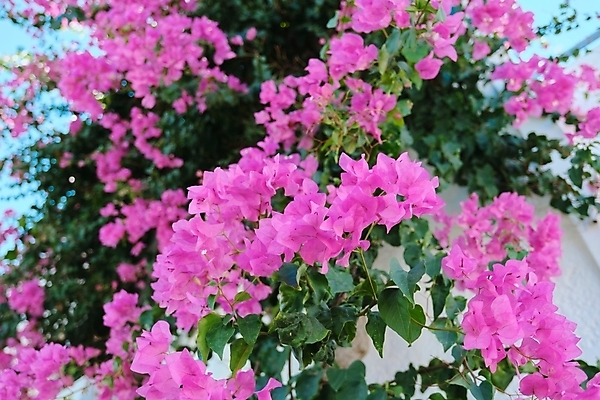 포토 JPG 해외이미지 식물 계절 공원 기념일 꽃잎 꽃 분홍색 컬러 결혼 백그라운드 잎 꽃무늬 자연 하늘 엄마 추상 휴가 선물 사랑 사람없음 야외 장식 초록색 컬러풀 뷰티 정원 봄 낭만 벚꽃 흰색 축하 신선 개화 다발 묘사 원예 질감 내추럴 해외202309 해외포토 공공시설 감정 컨셉 무늬 가족 이벤트 취미 생태계 파일형식