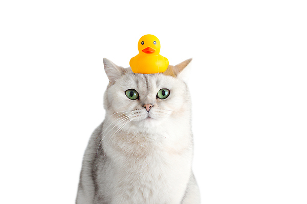 포토 JPG 해외이미지 동물 응시 행복 컨셉 오리 수영장 건강 서기 사람없음 반려동물 수영 고양이 스파 목욕 욕실 흰색 아기 잡기 유머 닫기 씻기 빨래 작음 긍정 솜털 몸단장 고립 기르기 돌봄 샤워실 위생관리 캡모자 카피스페이스 순혈 해외202309 해외포토 모자_잡화 시선 감정 컬러 가사 포유류 모션 조류 관리 사람 청결 공백 수상스포츠 크기 샤워시설 파일형식