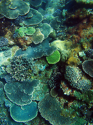 포토 JPG 해외이미지 사람없음 수중 산호 해외202309 해외포토 자포동물 파일형식