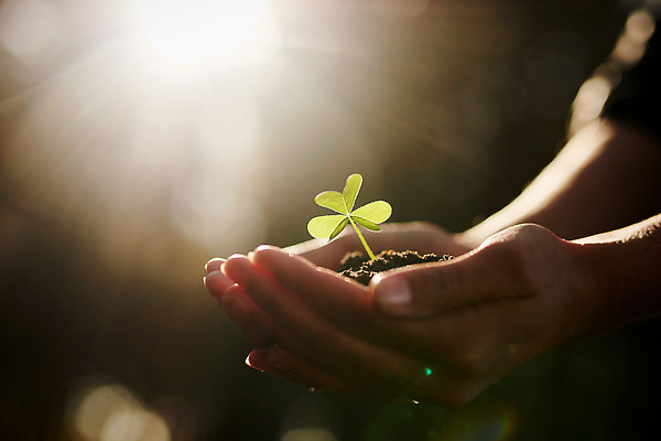 포토 JPG 해외이미지 손 들기 근접촬영 신체부위 햇빛 새싹 자연보호 희망 흙 성장 손모으기 해외202309 해외포토 식물 감정 뷰포인트 모션 자연 사람 손짓 태양 보호 파일형식