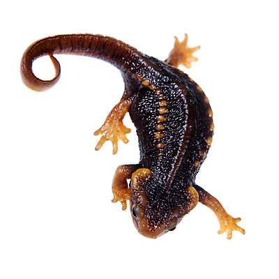 포토 JPG 해외이미지 동물 척추동물 1 실루엣 야생동물 백그라운드 오렌지 파충류 태국 자연 생물 종류 양서류 사람없음 빛 환경 검은색 수중 어둠 흰색 점 작음 자르기 싱글 생태계 생물학 도마뱀 갈기 기어가기 고립 동물상 이국적 해외202309 해외포토 교육 아시아 컬러 과일 모션 촬영기법 조형물 크기 파일형식